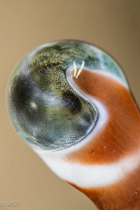 Eye of the hermit crab. by Mehmet Salih Bilal 